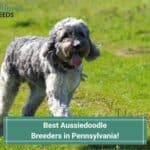 4 Best Aussiedoodle Breeders in Pennsylvania! (2023)