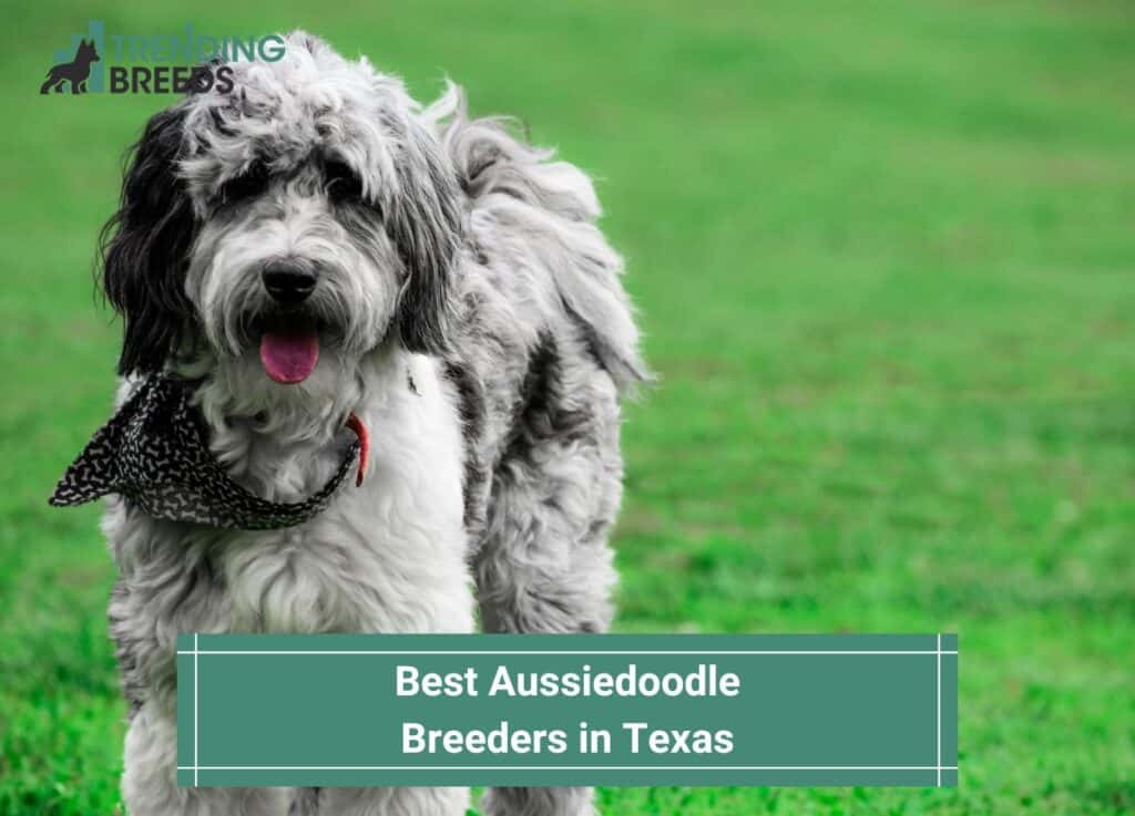 Best-Aussiedoodle-Breeders-in-Texas-template