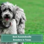 4 Best Aussiedoodle Breeders in Texas! (2023)