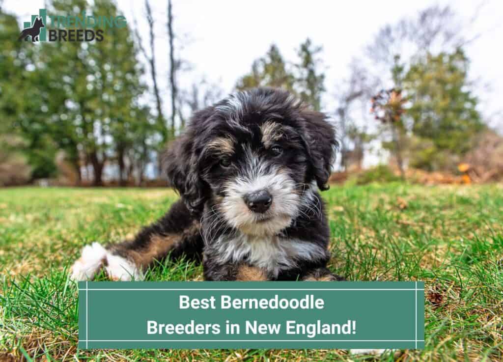 Best-Bernedoodle-Breeders-in-New-England-template
