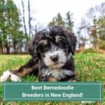 5 Best Bernedoodle Breeders in New England! (2023)