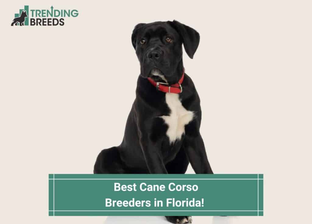 Best-Cane-Corso-Breeders-in-Florida-template