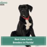 5 Best Cane Corso Breeders in Florida! (2023)
