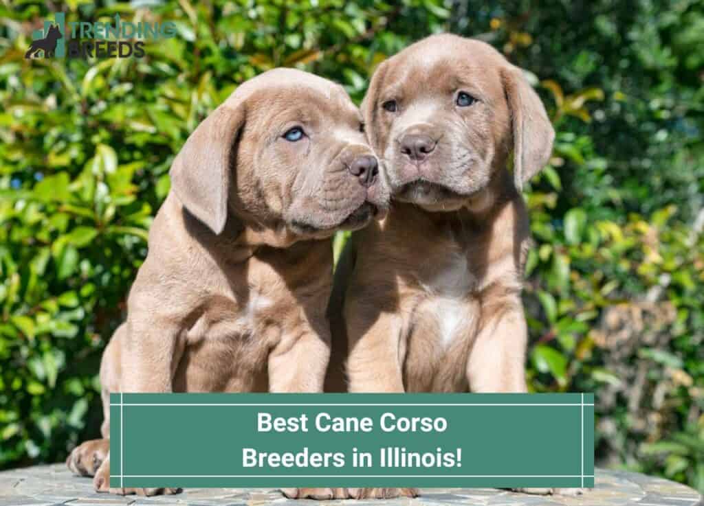 Best-Cane-Corso-Breeders-in-Illinois-template