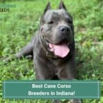 5 Best Cane Corso Breeders In Indiana! (2023)