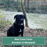 4 Best Cane Corso Breeders in Maryland! (2023)