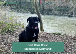 Best-Cane-Corso-Breeders-in-Maryland-template