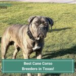 5 Best Cane Corso Breeders in Texas! (2023)