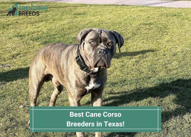 5 Best Cane Corso Breeders in Texas! (2023)