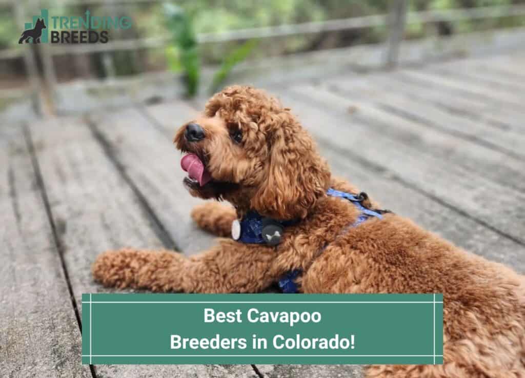 Best-Cavapoo-Breeders-in-Colorado-template