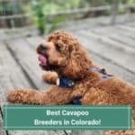 Best-Cavapoo-Breeders-in-Colorado-template