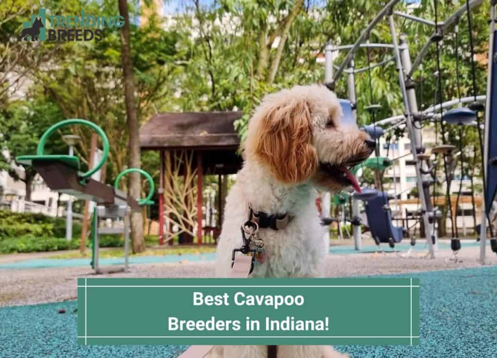 Best-Cavapoo-Breeders-in-Indiana-template