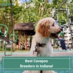Best-Cavapoo-Breeders-in-Indiana-template