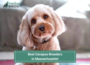 Best-Cavapoo-Breeders-in-Massachusetts-template