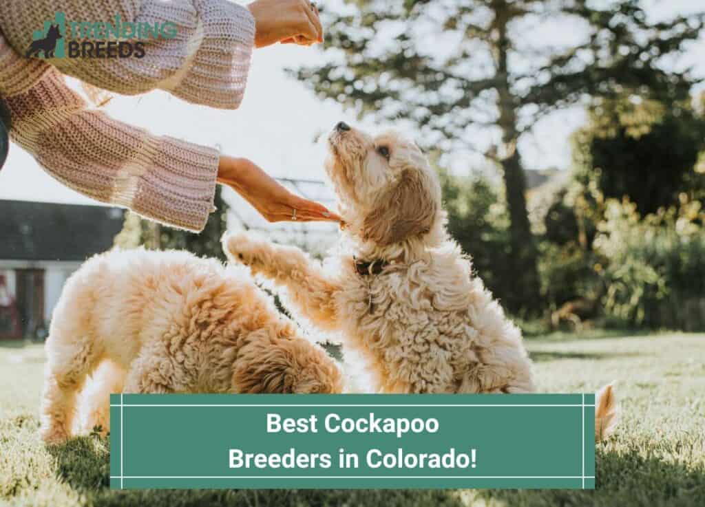 Best-Cockapoo-Breeders-in-Colorado-template