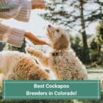 6 Best Cockapoo Breeders in Colorado! (2023)