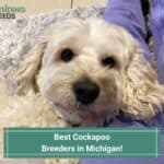 7 Best Cockapoo Breeders in Michigan! (2023)
