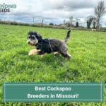 7 Best Cockapoo Breeders in Missouri! (2023)