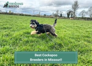 Best-Cockapoo-Breeders-in-Missouri-template