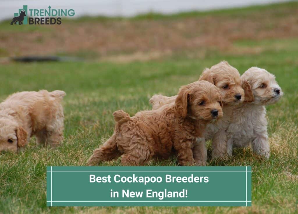 Best-Cockapoo-Breeders-in-New-England-template