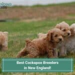 4 Best Cockapoo Breeders in New England! (2023)