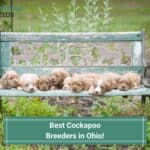 7 Best Cockapoo Breeders in Ohio! (2023)
