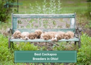 Best-Cockapoo-Breeders-in-Ohio-template