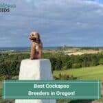 7 Best Cockapoo Breeders in Oregon - Complete 2023 List!