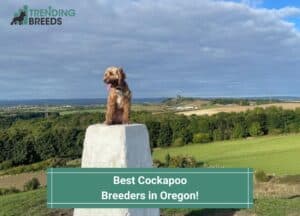 Best-Cockapoo-Breeders-in-Oregon-template