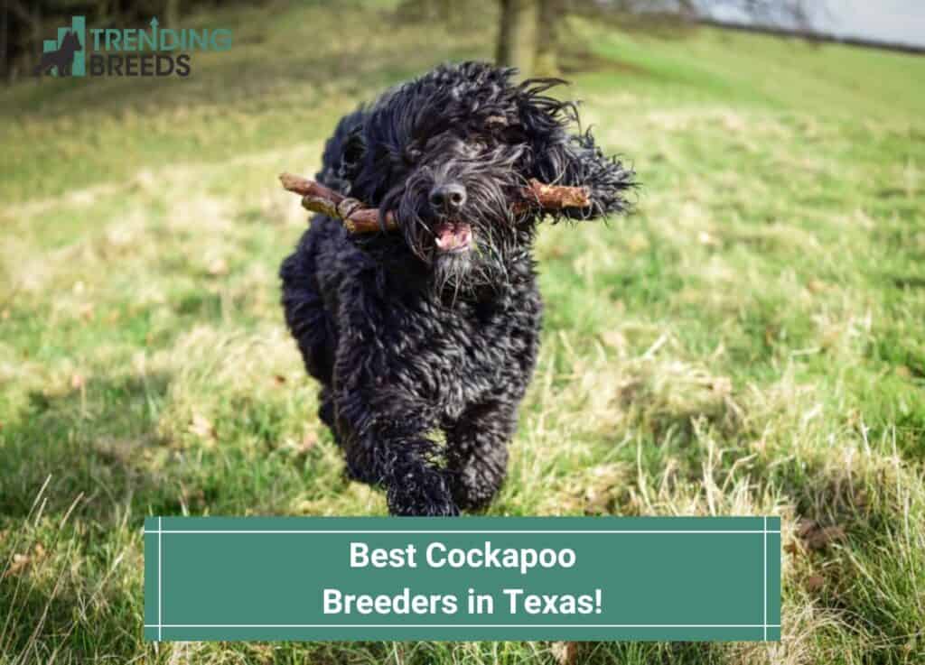 Best-Cockapoo-Breeders-in-Texas-template