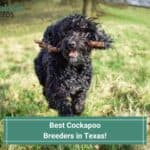 7 Best Cockapoo Breeders in Texas! (2023)