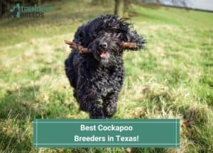 Best-Cockapoo-Breeders-in-Texas-template