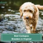 7 Best Cockapoo Breeders in Virginia! (2023)