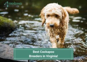 Best-Cockapoo-Breeders-in-Virginia-template