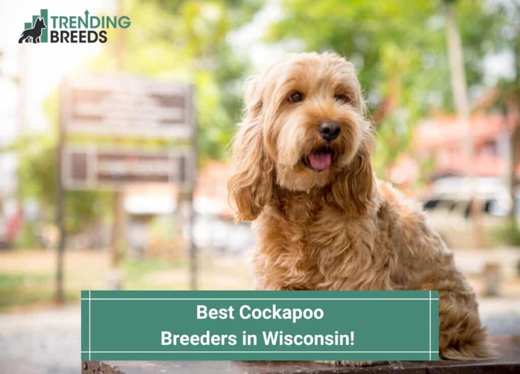 Best-Cockapoo-Breeders-in-Wisconsin-template