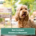 4 Best Cockapoo Breeders in Wisconsin! (2023)