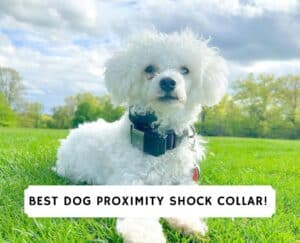 Best Dog Proximity Shock Collar!