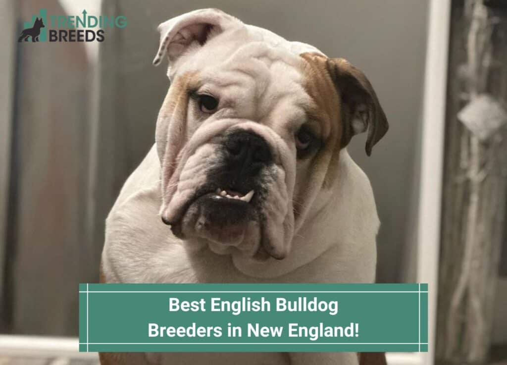 Best-English-Bulldog-Breeders-in-New-England-template