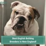 5 Best English Bulldog Breeders in New England! (2023)