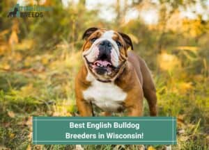 Best-English-Bulldog-Breeders-in-Wisconsin-template