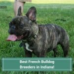 9 Best French Bulldog Breeders in Indiana! (2023)