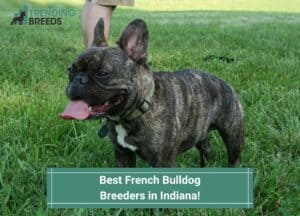 Best-French-Bulldog-Breeders-in-Indiana-template