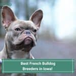 9 Best French Bulldog Breeders in Iowa! (2023)