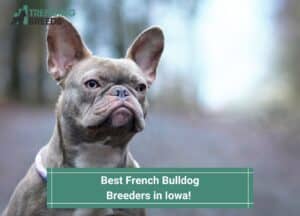 Best-French-Bulldog-Breeders-in-Iowa-template