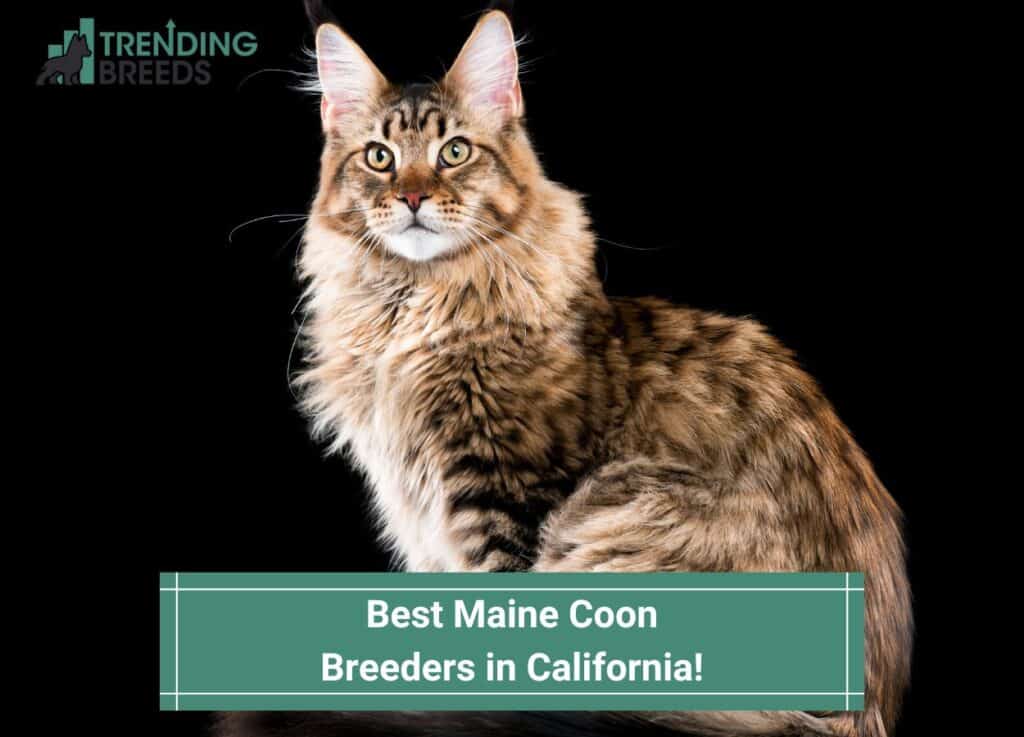 Best-Maine-Coon-Breeders-in-California-template
