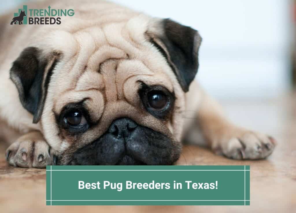 Best-Pug-Breeders-in-Texas-template