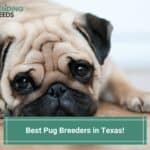 4 Best Pug Breeders in Texas! (2023)
