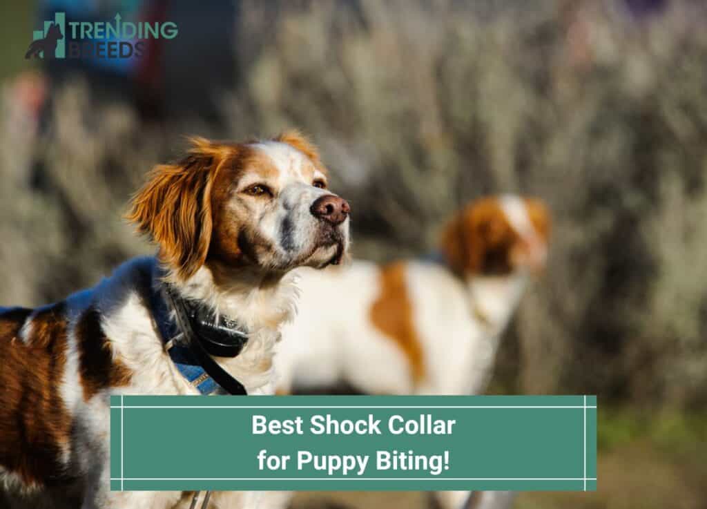 Best Shock Collar for Puppy Biting