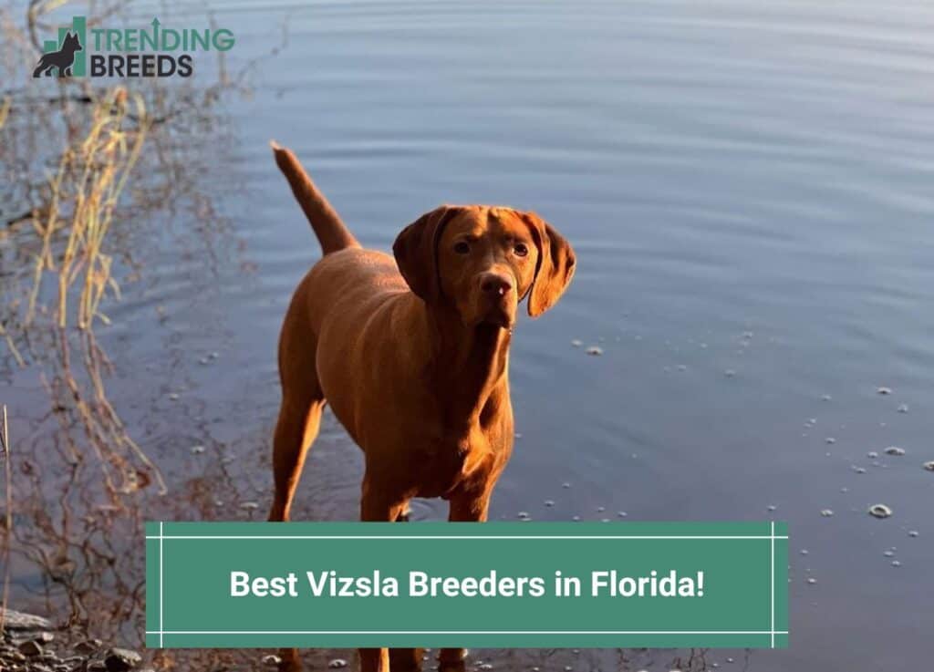 Best-Vizsla-Breeders-in-Florida-template