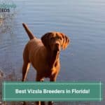 Best-Vizsla-Breeders-in-Florida-template